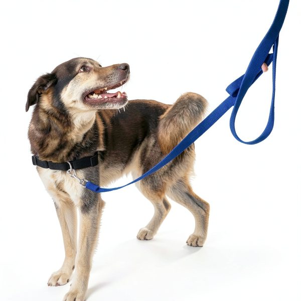 PetSafe Nylon Dog Leash Durable Control Walks Training-3